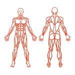 Muscular system and groups, exercise and muscle guide