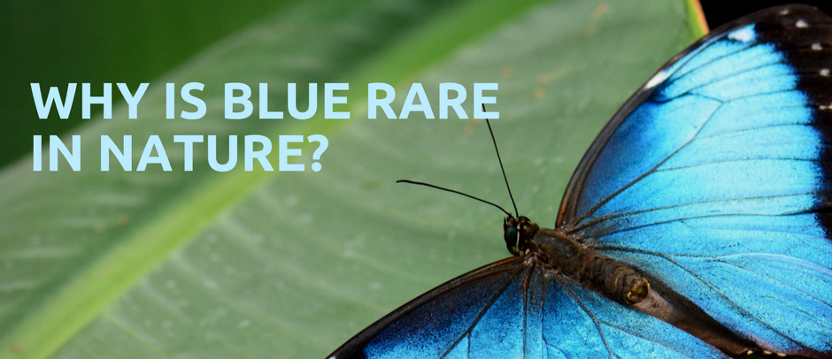 Why is blue rare in nature?